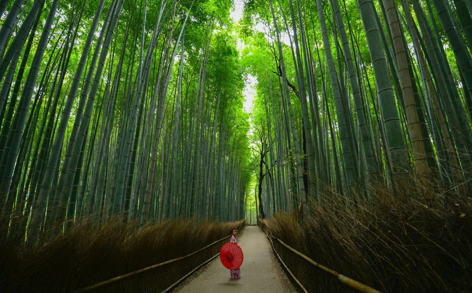 estudiar y trabajar en Japón