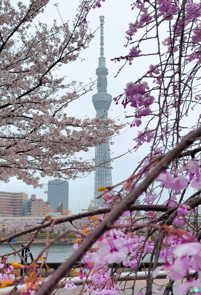 QUE VER EN TOKIO EN 7 DÍAS