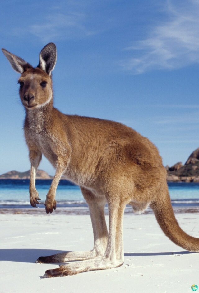 Australia Day: