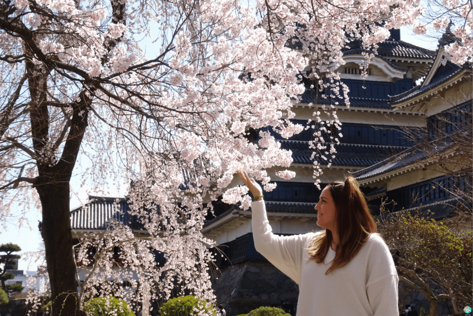 castillo de Matsumoto sakuras