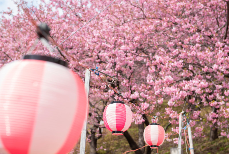 Matsuda Blossom Festival